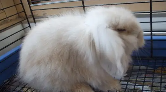 法国垂耳兔的耳朵可以摸吗？来这看看你就了解了！