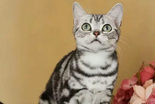 美短虎斑怎么看纯不纯？想了解来看！