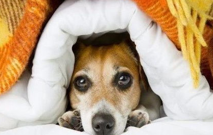 狗怕冷吗？怎么照顾怕冷的狗狗？