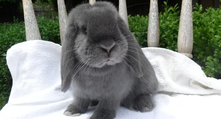 英国垂耳兔有什么颜色？大家来瞧瞧