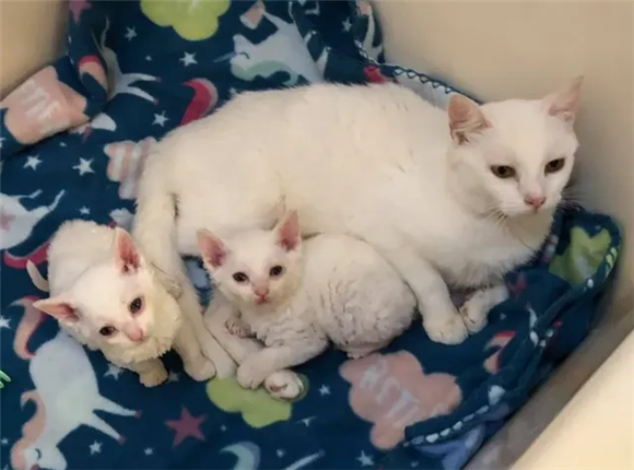 出生后的小猫崽，几天后可以睁眼见太阳