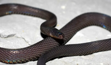 黑脊蛇可以泡酒吗？答案令人意外！