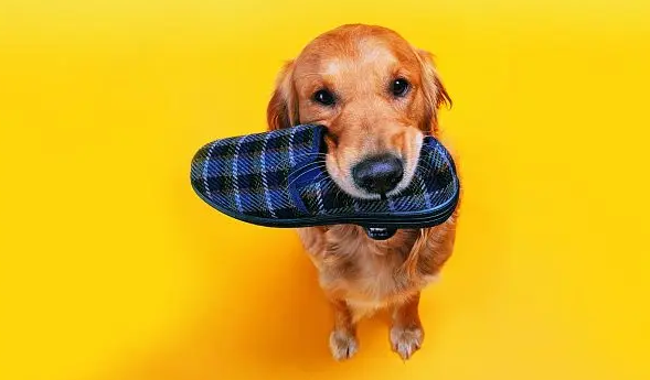 狗狗咬鞋子的原因，我来告诉你