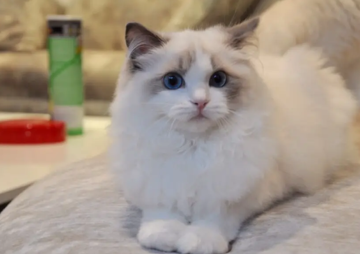 世界上唯一喜欢游泳的猫，你知道是什么吗