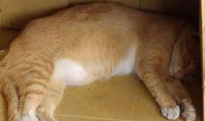 猫咪涨肚最快解决办法是什么？答案都在这里！