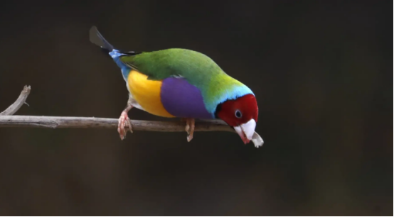 七彩文鸟需要多大笼子，新手铲屎官必须掌握的饲养知识