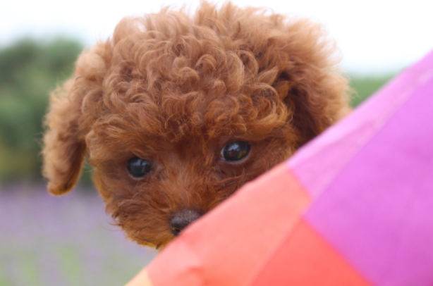今日科普：巨型泰迪是怎么配的？