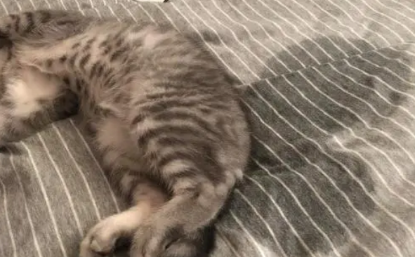 母猫在床上尿怎么回事？居然是这个原因