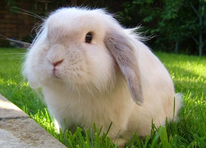 美国长毛垂耳兔掉毛吗？来看看吧