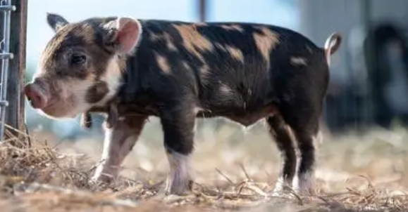 小香猪发烧怎么办？饲主来看看吧