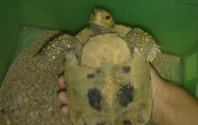 缅陆怎么养才不怕人？新手必看