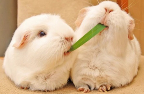 荷兰鼠开心有什么表现，你们知道吗