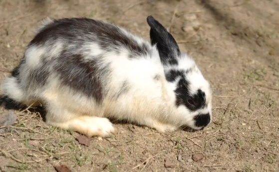 英国斑点兔寿命如何，来了解一下吧