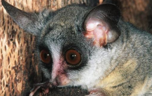 《狮子王》里出现的索马里婴猴，你了解多少？