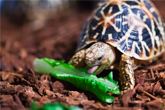 印度星龟能识别自己当主人吗？别怀疑TA的智商