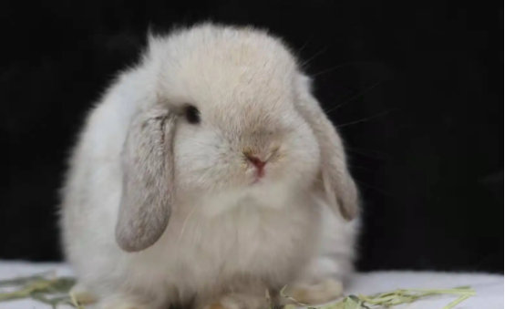 养垂耳兔的坏处，铲屎官一定要清楚