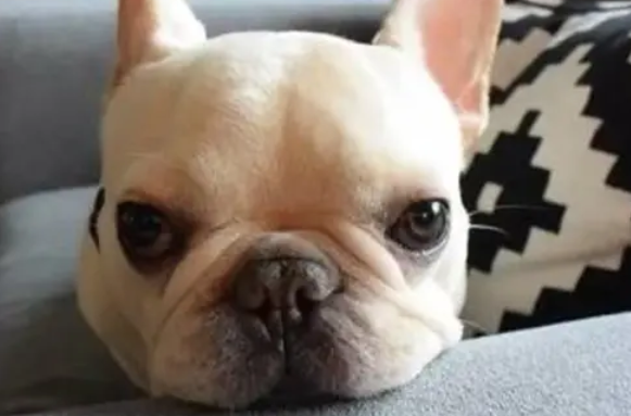 法斗掉不掉毛，看这篇就知道了！