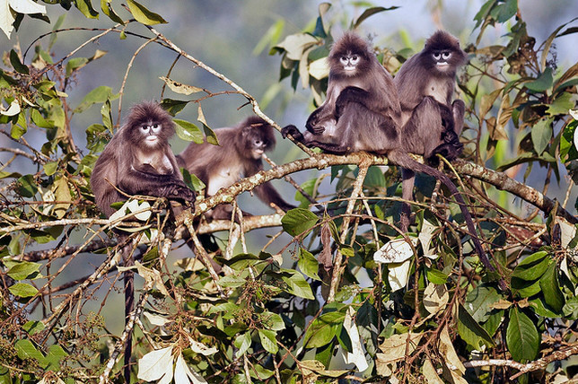 盘点菲式叶猴的生活习性，有些还真挺古怪的！
