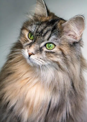 主人长期不在家，留守猫咪该何去何从？这几个关键点你一定不能错过