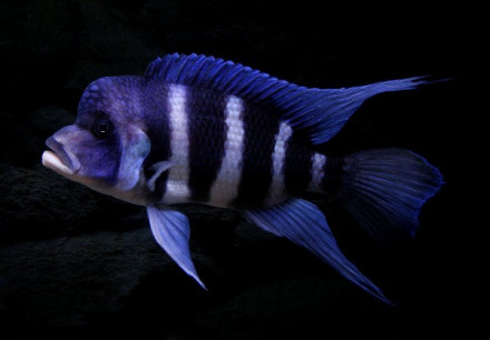 漂亮的短鼻六间鱼，你真的会饲养吗？