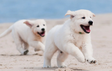 揭开谣言！洗澡太勤反而害了狗狗！