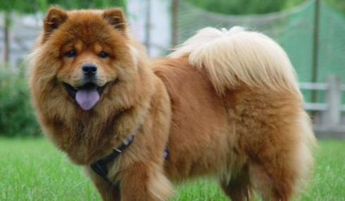 松狮犬有什么颜色?感兴趣的小伙伴可以来看看! 松狮犬有什么颜色?感兴趣的小伙伴可以来看看!