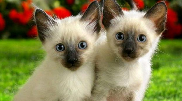 猫的反应速度排第几?你们来这看看 猫的反应速度排第几?你们来这看看