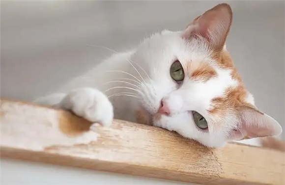 病猫,网上买到病猫,买到病猫怎么投诉