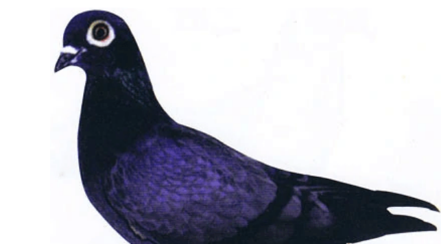 可遇而不可求，中国青猫鸽了解一下