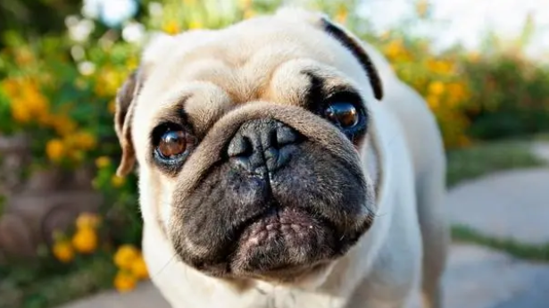 养宠小知识：养巴哥犬的好处有哪些？