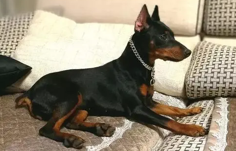 迷你杜宾优缺点，想养的了解下吧