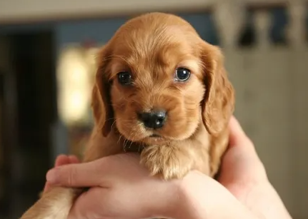 英国可卡犬怎么不叫？很可能是这些原因！