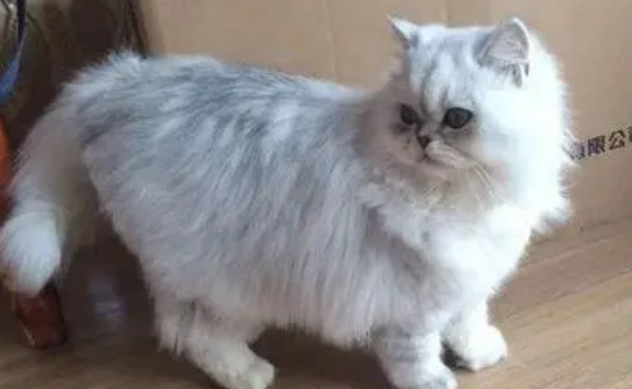 金吉拉能长多大一只?让金吉拉长胖的秘诀都在这儿 金吉拉能长多大一只?让金吉拉长胖的秘诀都在这儿