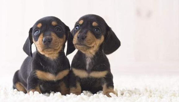 最萌腿最短的狗有哪些?有人知道吗? 最萌腿最短的狗有哪些?有人知道吗?