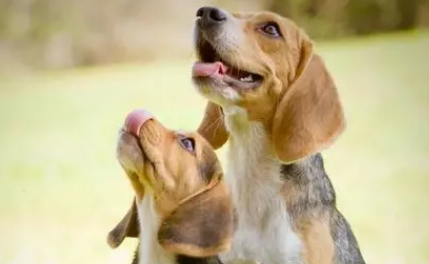 同一窝狗狗可以配狗吗？不清楚的快来看看！