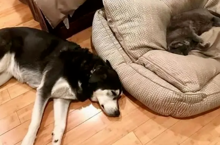 狗狗不爱睡狗窝？原因无非这几点