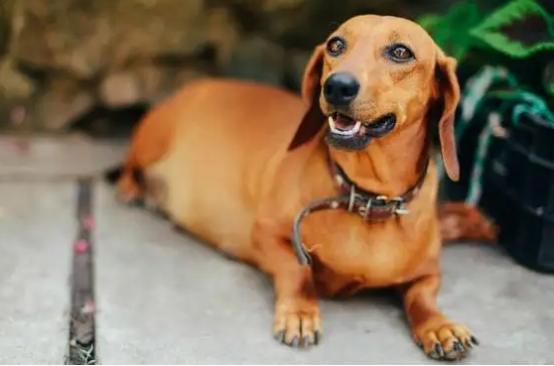 腊肠犬怎么选？想养的宠主必看！