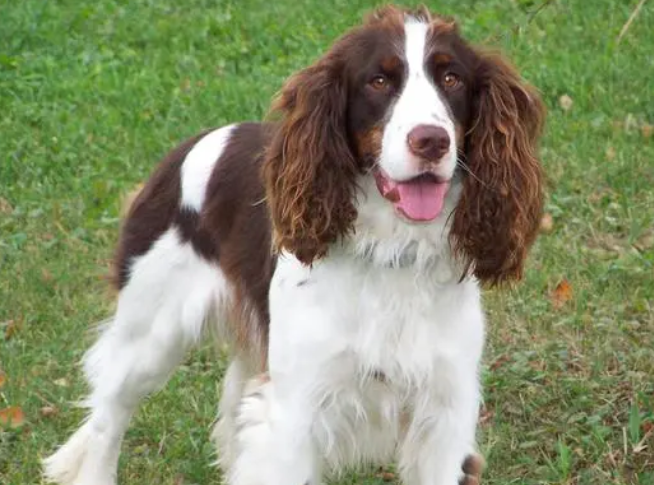 可卡犬为什么说不值钱？来了解一下吧