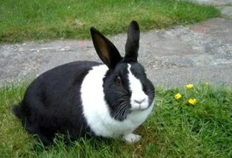 荷兰兔平时吃什么比较好?这篇文章告诉你 荷兰兔平时吃什么比较好?这篇文章告诉你