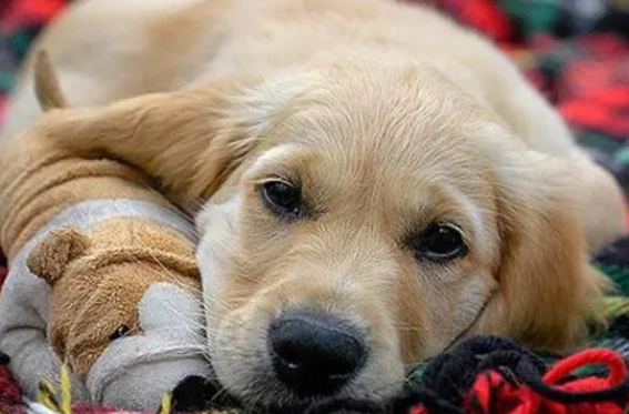 什么是伪狂犬病？伪狂犬病的症状及防治方法。