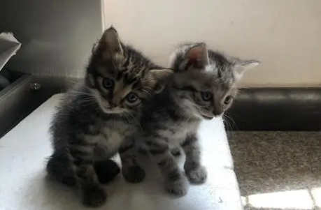 土猫和英短串的有没有危害 ，大家一定要知道！