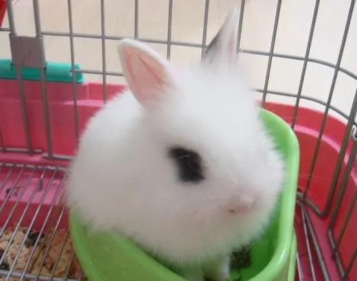 你们说，侏儒海棠兔多大可以繁殖？