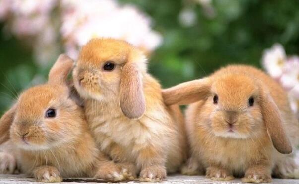 侏儒海棠兔的耳朵为什么那么短？说了你别不信
