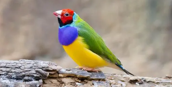 七彩文鸟品种大全，来看看吧