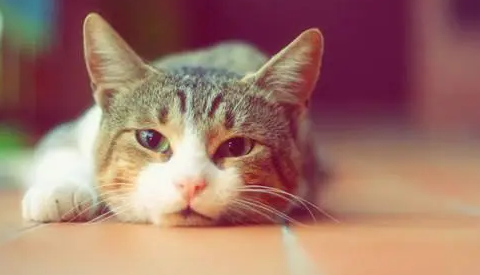 新养小猫不吃猫粮怎么办？到家后要注意什么