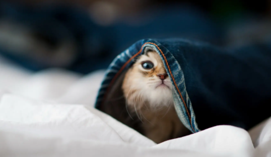 猫的夜视能力有多强？说出来你可能不信！