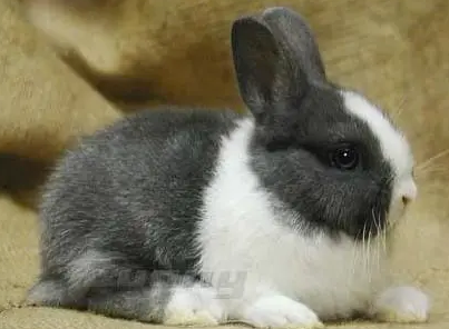 道奇兔和侏儒兔区别，想看的过来吧