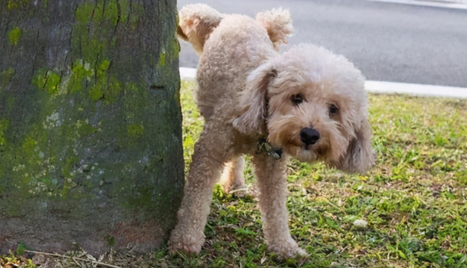 狗狗不排尿什么原因？也许是生病了