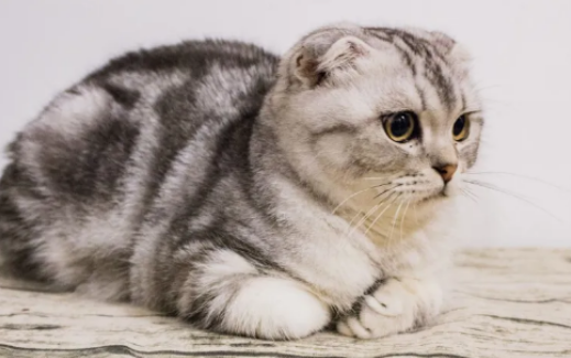 折耳猫每天都很痛苦吗，让人看了不忍落泪