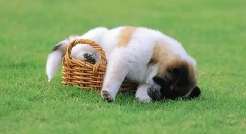 狗狗体外驱虫药用这个，拜宠爽狗狗好卫士